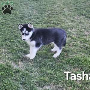 Tasha, Siberian Husky Puppy